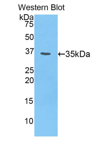 CSPG4 / NG2 Antibody - Western blot of recombinant CSPG4 / NG2.  This image was taken for the unconjugated form of this product. Other forms have not been tested.