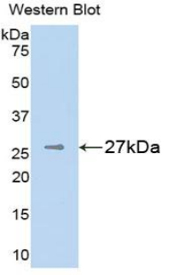 CSPG4 / NG2 Antibody - Western blot of recombinant CSPG4 / NG2.  This image was taken for the unconjugated form of this product. Other forms have not been tested.