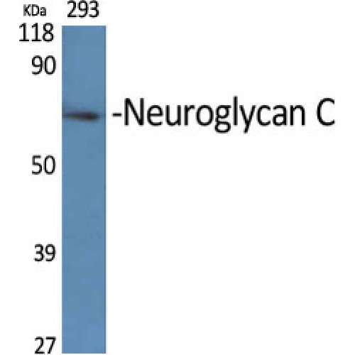 CSPG5 / Neuroglycan C Antibody - Western blot of Neuroglycan C antibody