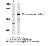 CSPG5 / Neuroglycan C Antibody - Western blot of Neuroglycan C (W248) pAb in extracts from THP1 and raw264.7 cells.
