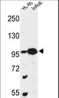 CSPP1 Antibody - Western blot of CSPP1 Antibody in HL-60, Jurkat cell line lysates (35 ug/lane). CSPP1 (arrow) was detected using the purified antibody.