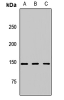 CSPP1 Antibody