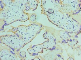 CSRNP1 / AXUD1 Antibody - Immunohistochemistry of paraffin-embedded human placenta using antibody at 1:100 dilution.