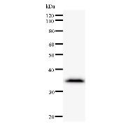 CSRNP1 / AXUD1 Antibody - Western blot analysis of immunized recombinant protein, using anti-AXUD1 monoclonal antibody.