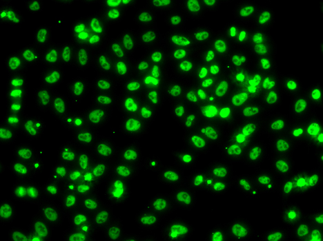 CSRNP1 / AXUD1 Antibody - Immunofluorescence analysis of A549 cells.