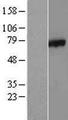 CSRNP1 / AXUD1 Protein - Western validation with an anti-DDK antibody * L: Control HEK293 lysate R: Over-expression lysate