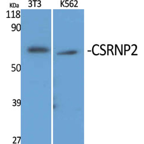 CSRNP2 / FAM130A1 Antibody - Western blot of CSRNP2 antibody