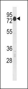 CSRNP2 / FAM130A1 Antibody - Mouse Csrnp2 Antibody western blot of mouse Neuro-2a cell line lysates (35 ug/lane). The Mouse Csrnp2 antibody detected the Mouse Csrnp2 protein (arrow).