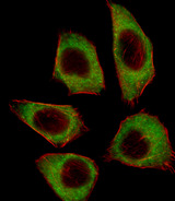 CSRNP2 / FAM130A1 Antibody - Fluorescent image of A549 cell stained with CSRNP2 Antibody. A549 cells were fixed with 4% PFA (20 min), permeabilized with Triton X-100 (0.1%, 10 min), then incubated with CSRNP2 primary antibody (1:25, 1 h at 37°C). For secondary antibody, Alexa Fluor 488 conjugated donkey anti-rabbit antibody (green) was used (1:400, 50 min at 37°C). Cytoplasmic actin was counterstained with Alexa Fluor 555 (red) conjugated Phalloidin (7units/ml, 1 h at 37°C). CSRNP2 immunoreactivity is localized to Cytoplasm significantly.