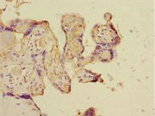 CSRNP2 / FAM130A1 Antibody - Immunohistochemistry of paraffin-embedded human placenta at dilution 1:100