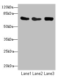 CSRNP2 / FAM130A1 Antibody - Western blot All Lanes: CSRNP2antibody at 2.71ug/ml Lane 1: Mouse heart tissue Lane 2: HepG-2 whole cell lysate Lane 3: Mouse brain tissue Secondary Goat polyclonal to Rabbit IgG at 1/10000 dilution Predicted band size: 60 kDa Observed band size: 60 kDa