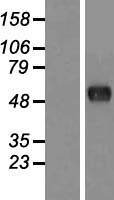 CSRNP2 / FAM130A1 Protein - Western validation with an anti-DDK antibody * L: Control HEK293 lysate R: Over-expression lysate