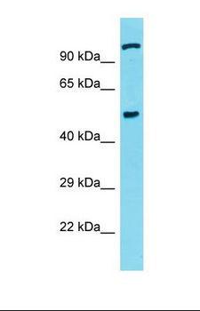 CSRNP3 Antibody - Western blot of Human Jurkat. CSRNP3 antibody dilution 1.0 ug/ml.  This image was taken for the unconjugated form of this product. Other forms have not been tested.