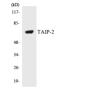 CSRNP3 Antibody - Western blot analysis of the lysates from HepG2 cells using TAIP-2 antibody.