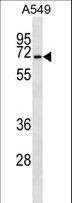 CSRNP3 Antibody - CSRNP3 Antibody western blot of A549 cell line lysates (35 ug/lane). The CSRNP3 antibody detected the CSRNP3 protein (arrow).