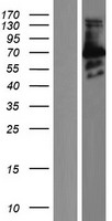 CSRNP3 Protein - Western validation with an anti-DDK antibody * L: Control HEK293 lysate R: Over-expression lysate