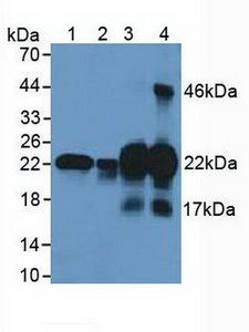 CSRP1 Antibody - Western Blot; Sample: Lane1: Human Lung Tissue; Lane2: Human Hela Cells; Lane3: Mouse Uterus Tissue; Lane4: Mouse Bladder Tissue.