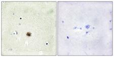 CSRP1 Antibody - Peptide - + Immunohistochemistry analysis of paraffin-embedded human brain tissue using CRP1 antibody.