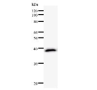 CSRP2BP Antibody - Western blot analysis of immunized recombinant protein, using anti-CSRP2BP monoclonal antibody.