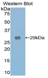 CST / GAL3ST1 Antibody - Western blot of recombinant CST / GAL3ST1.  This image was taken for the unconjugated form of this product. Other forms have not been tested.