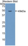 CST / GAL3ST1 Antibody - Western blot of recombinant CST / GAL3ST1.  This image was taken for the unconjugated form of this product. Other forms have not been tested.