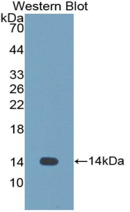 CST1 / Cystatin SN Antibody - Western blot of recombinant CST1 / Cystatin SN.  This image was taken for the unconjugated form of this product. Other forms have not been tested.