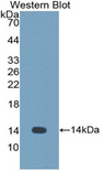 CST1 / Cystatin SN Antibody - Western blot of recombinant CST1 / Cystatin SN.  This image was taken for the unconjugated form of this product. Other forms have not been tested.