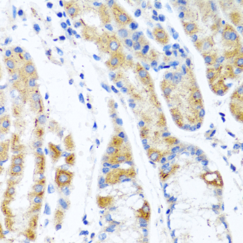 CST1 / Cystatin SN Antibody - Immunohistochemistry of paraffin-embedded human stomach using CST1 antibody at dilution of 1:100 (40x lens).