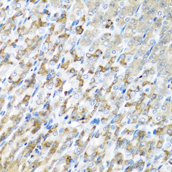 CST1 / Cystatin SN Antibody - Immunohistochemistry of paraffin-embedded mouse stomach using CST1 antibody at dilution of 1:100 (40x lens).