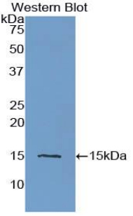 CST3 / Cystatin C Antibody - Western blot of recombinant CST3 / Cystatin C.  This image was taken for the unconjugated form of this product. Other forms have not been tested.