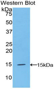 CST3 / Cystatin C Antibody - Western blot of recombinant CST3 / Cystatin C.  This image was taken for the unconjugated form of this product. Other forms have not been tested.