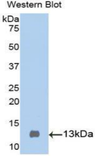 CST3 / Cystatin C Antibody - Western blot of recombinant CST3 / Cystatin C.  This image was taken for the unconjugated form of this product. Other forms have not been tested.