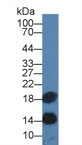 CST3 / Cystatin C Antibody - Western Blot; Sample: Human Serum; Primary Ab: 3µg/ml Mouse Anti-Human SAA Antibody Second Ab: 0.2µg/mL HRP-Linked Caprine Anti-Mouse IgG Polyclonal Antibody