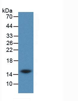 CST3 / Cystatin C Antibody - Western Blot; Sample: Recombinant CST3, Human.