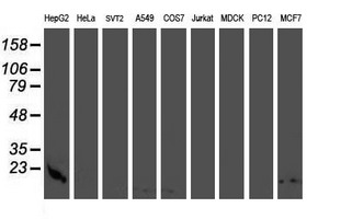 CST3 / Cystatin C Antibody - Western blot of extracts (35 ug) from 9 different cell lines by using g anti-CST3 monoclonal antibody (HepG2: human; HeLa: human; SVT2: mouse; A549: human; COS7: monkey; Jurkat: human; MDCK: canine; PC12: rat; MCF7: human).