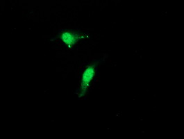 CST3 / Cystatin C Antibody - Immunofluorescent staining of HeLa cells using anti-CST3 mouse monoclonal antibody.