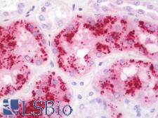 CST3 / Cystatin C Antibody - Anti-CST3 / Cystatin C antibody IHC staining of human kidney. Immunohistochemistry of formalin-fixed, paraffin-embedded tissue after heat-induced antigen retrieval. Antibody concentration 10 ug/ml.  This image was taken for the unconjugated form of this product. Other forms have not been tested.