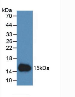 CST3 / Cystatin C Antibody - Western Blot; Sample: Recombinant CST3, Human.