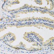 CST3 / Cystatin C Antibody - Immunohistochemistry of paraffin-embedded human prostate.