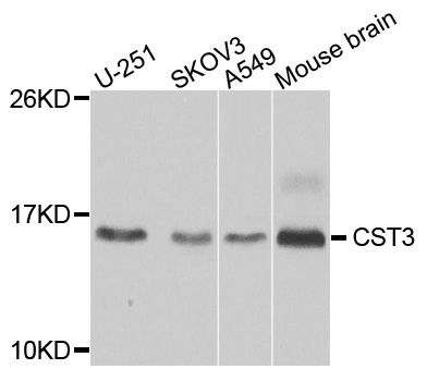 CST3 / Cystatin C Antibody - Western blot analysis of extracts of various cell lines, using CST3 antibody at 1:1000 dilution. The secondary antibody used was an HRP Goat Anti-Rabbit IgG (H+L) at 1:10000 dilution. Lysates were loaded 25ug per lane and 3% nonfat dry milk in TBST was used for blocking. An ECL Kit was used for detection and the exposure time was 5s.