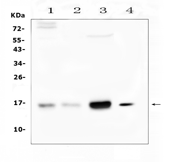 CST3 / Cystatin C Antibody - Western blot analysis of Cystatin C using anti-Cystatin C antibody. Electrophoresis was performed on a 5-20% SDS-PAGE gel at 70V (Stacking gel) / 90V (Resolving gel) for 2-3 hours. The sample well of each lane was loaded with 50ug of sample under reducing conditions. Lane 1: human COLO-320 whole cell lysates,Lane 2: human placenta tissue lysates, Lane 3: human HepG2 whole cell lysates,Lane 4: mouse brain tissue lysates. After Electrophoresis, proteins were transferred to a Nitrocellulose membrane at 150mA for 50-90 minutes. Blocked the membrane with 5% Non-fat Milk/ TBS for 1.5 hour at RT. The membrane was incubated with rabbit anti-Cystatin C antigen affinity purified polyclonal antibody at 0.5 ?g/mL overnight at 4?C, then washed with TBS-0.1% Tween 3 times with 5 minutes each and probed with a goat anti-rabbit IgG-HRP secondary antibody at a dilution of 1:10000 for 1.5 hour at RT. The signal is developed using an Enhanced Chemiluminescent detection (ECL) kit with Tanon 5200 system. A specific band was detected for Cystatin C at approximately 16KD. The expected band size for Cystatin C is at 16KD.
