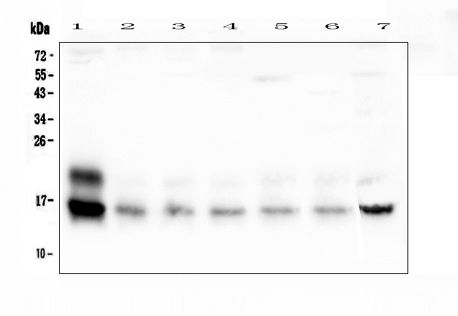 CST3 / Cystatin C Antibody - Western blot analysis of Cystatin C using anti-Cystatin C antibody. Electrophoresis was performed on a 5-20% SDS-PAGE gel at 70V (Stacking gel) / 90V (Resolving gel) for 2-3 hours. The sample well of each lane was loaded with 50ug of sample under reducing conditions. Lane 1: mouse brain tissue lysates, Lane 2: mouse spleen tissue lysates, Lane 3: mouse heart tissue lysates, Lane 4: mouse lung tissue lysates, Lane 5: mouse kidney tissue lysates, Lane 6: mouse testis tissue lysates, Lane 7: mouse HEPA1-6 whole cell lysates. After Electrophoresis, proteins were transferred to a Nitrocellulose membrane at 150mA for 50-90 minutes. Blocked the membrane with 5% Non-fat Milk/ TBS for 1.5 hour at RT. The membrane was incubated with rabbit anti-Cystatin C antigen affinity purified polyclonal antibody at 0.5 ?g/mL overnight at 4?C, then washed with TBS-0.1% Tween 3 times with 5 minutes each and probed with a goat anti-rabbit IgG-HRP secondary antibody at a dilution of 1:10000 for 1.5 hour at RT. The signal is developed using an Enhanced Chemiluminescent detection (ECL) kit with Tanon 5200 system. A specific band was detected for Cystatin C at approximately 16KD. The expected band size for Cystatin C is at 16KD.