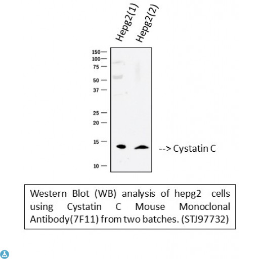 CST3 / Cystatin C Antibody - Western blot (WB) analysis of Cystatin C Mouse monoclonal antibody(7F11).