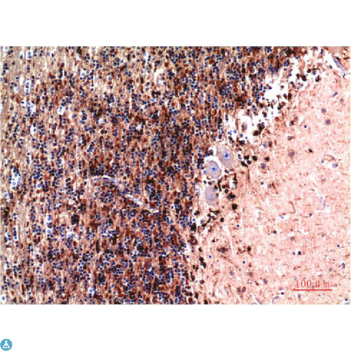 CST3 / Cystatin C Antibody - Immunohistochemistry (IHC) analysis of paraffin-embedded Human Kidney Tissue using Cystatin C Mouse monoclonal antibody diluted at 1:200.
