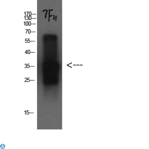 CST3 / Cystatin C Antibody - Immunohistochemistry (IHC) analysis of paraffin-embedded Human Brain Tissue using Cystatin C Mouse monoclonal antibody diluted at 1:200.