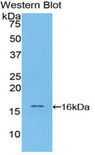 CST4 / Cystatin S Antibody - Western blot of recombinant CST4 / Cystatin S.  This image was taken for the unconjugated form of this product. Other forms have not been tested.
