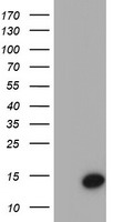 CST4 / Cystatin S Antibody - HEK293T cells were transfected with the pCMV6-ENTRY control. (Left lane) or pCMV6-ENTRY CST4. (Right lane) cDNA for 48 hrs and lysed