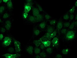 CST4 / Cystatin S Antibody - Anti-CST4 mouse monoclonal antibody immunofluorescent staining of COS7 cells transiently transfected by pCMV6-ENTRY CST4.