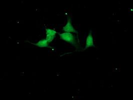 CST4 / Cystatin S Antibody - Immunofluorescent staining of HeLa cells using anti-CST4 mouse monoclonal antibody.