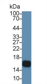 CST5 Antibody - Western Blot; Sample: Human Saliva; Primary Ab: 5µg/ml Rabbit Anti-Human CST5 Antibody Second Ab: 0.2µg/mL HRP-Linked Caprine Anti-Rabbit IgG Polyclonal Antibody